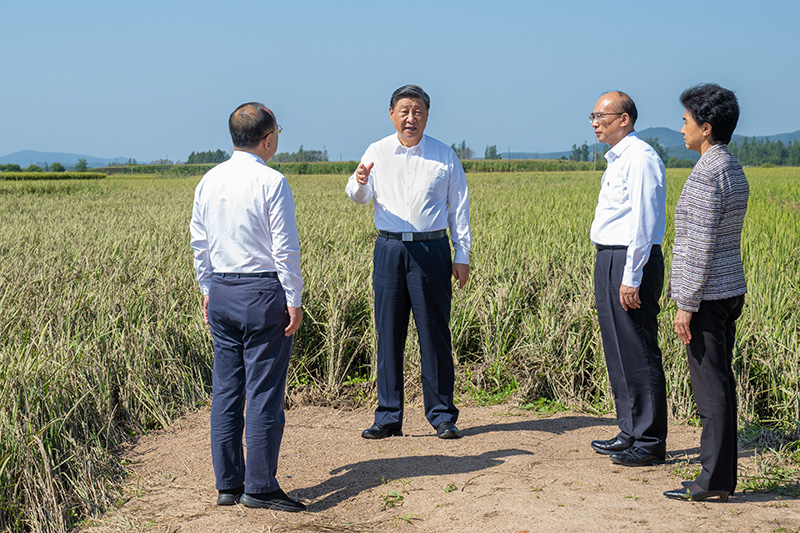 9月6日至8日，中共中央總書記、國家主席、中央軍委主席習(xí)近平在黑龍江考察。這是7日上午，習(xí)近平在遭受洪澇災(zāi)害的哈爾濱尚志市老街基鄉(xiāng)龍王廟村，察看水稻受災(zāi)情況。